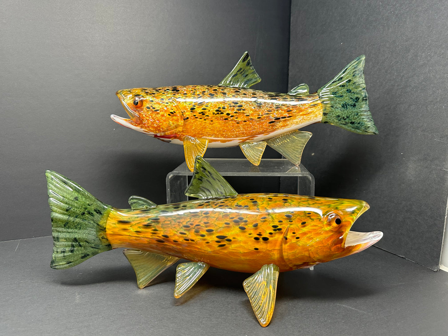 Cutthroat Trout