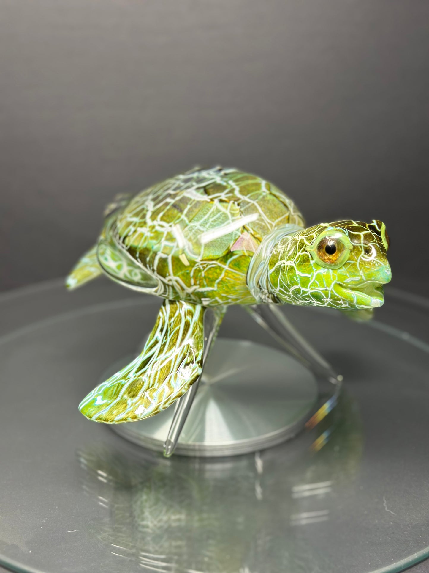 Green Sea Turtle