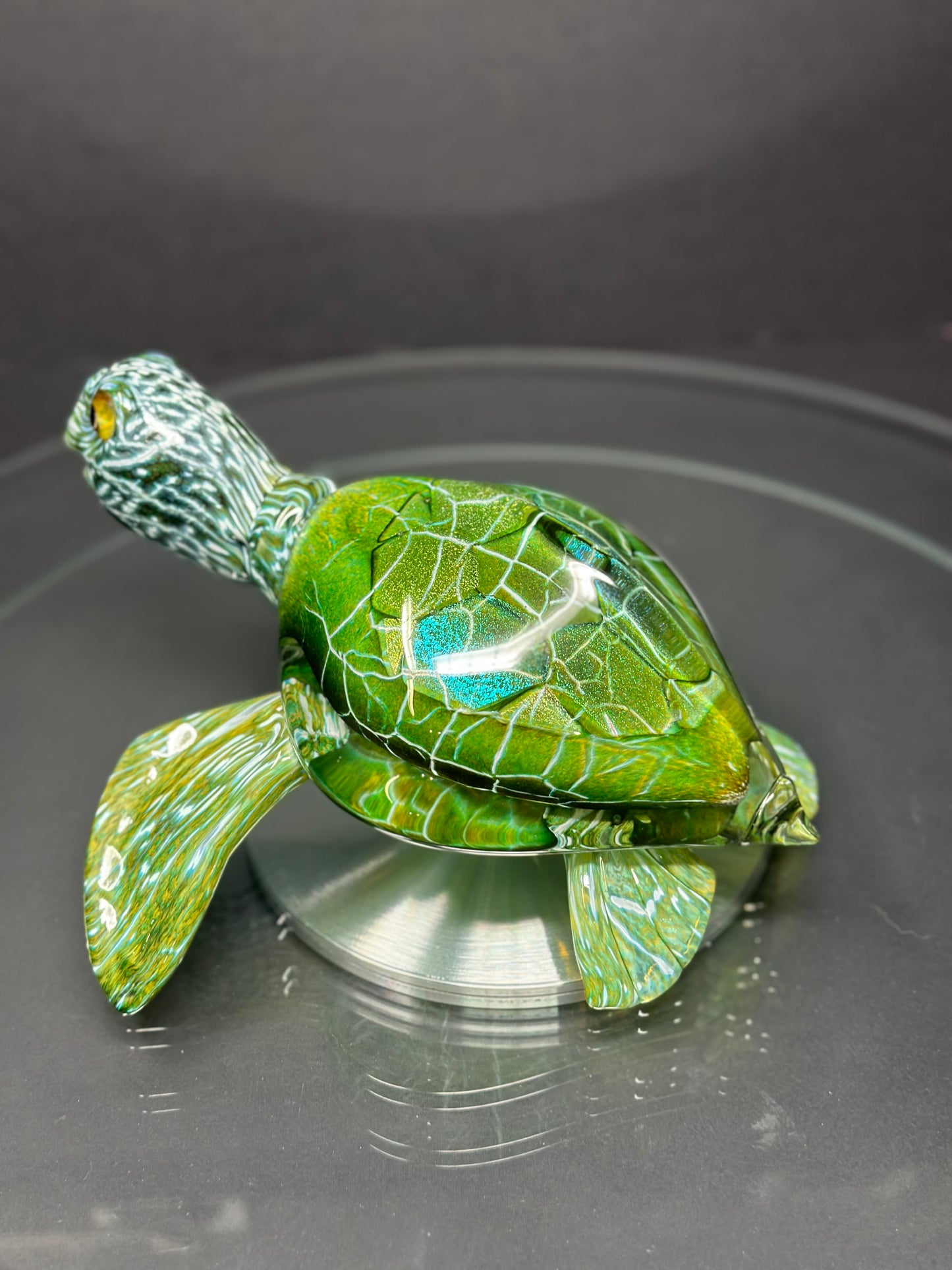 Green Sea Turtle