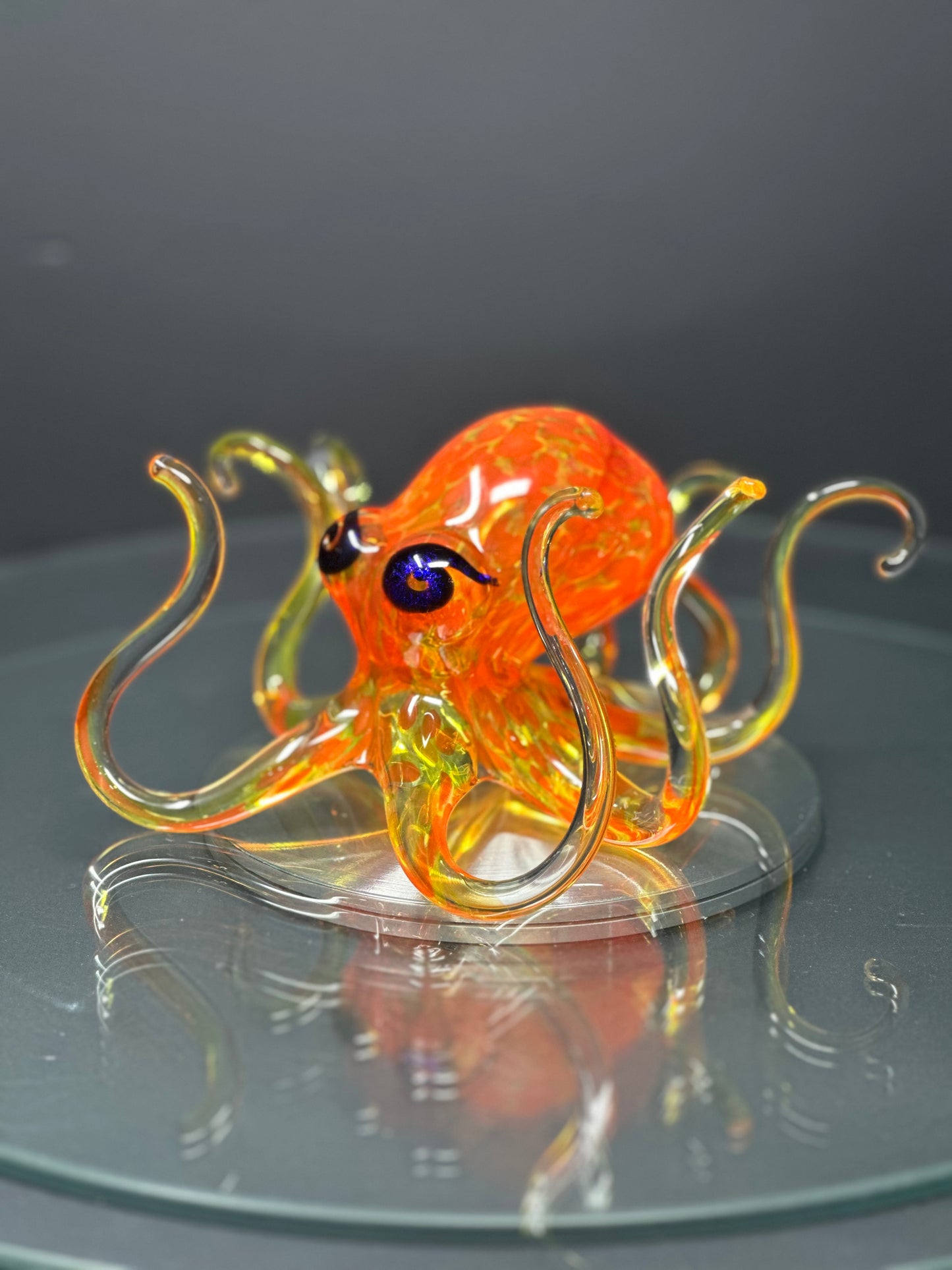 Sunburst Octopus