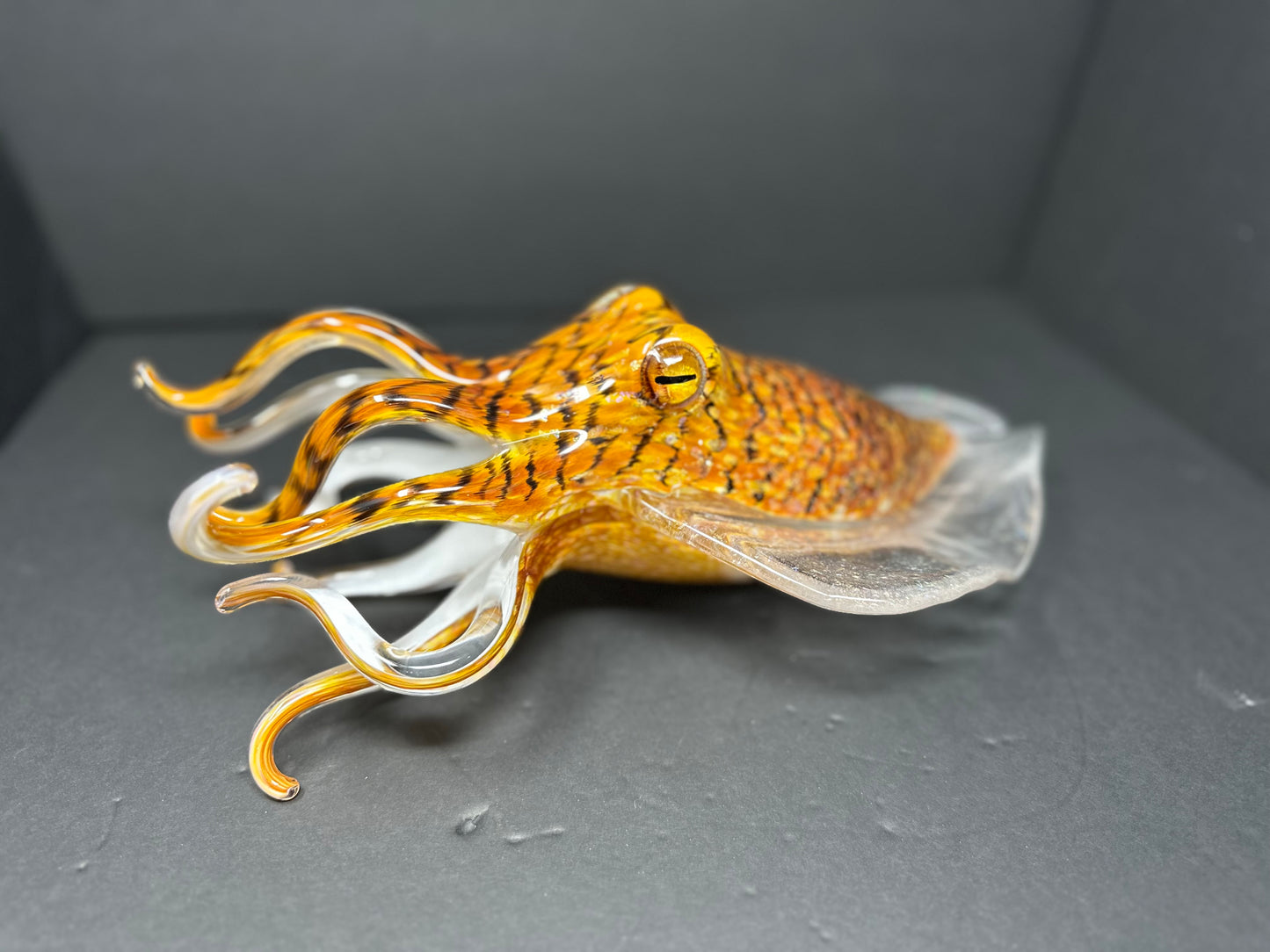 Tiger's Eye Cuttlefish