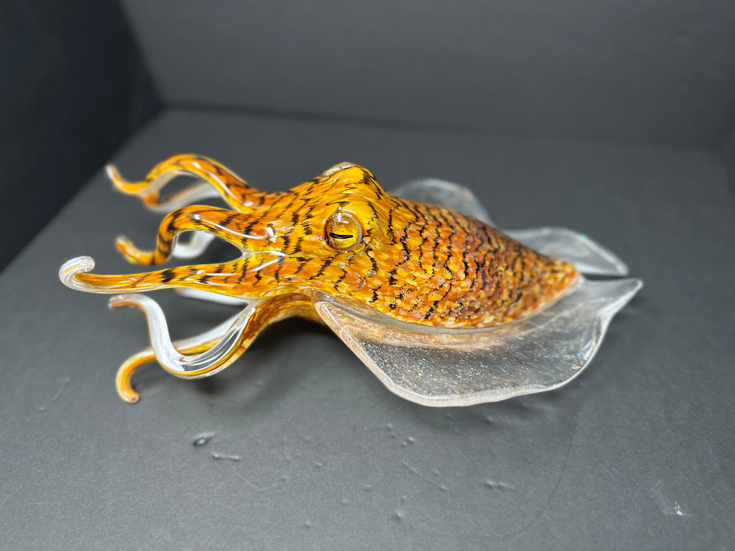 Tiger's Eye Cuttlefish