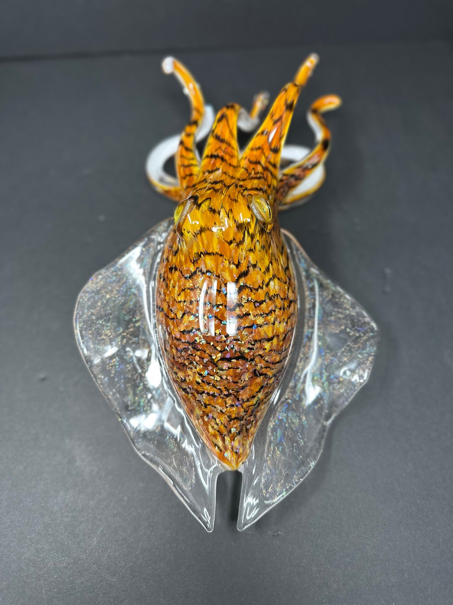Tiger's Eye Cuttlefish