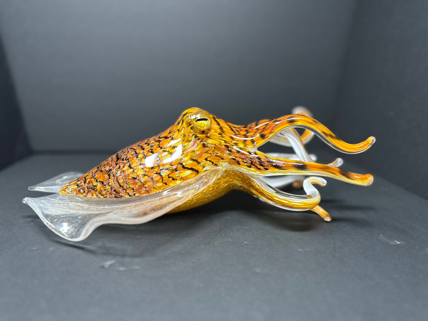 Tiger's Eye Cuttlefish