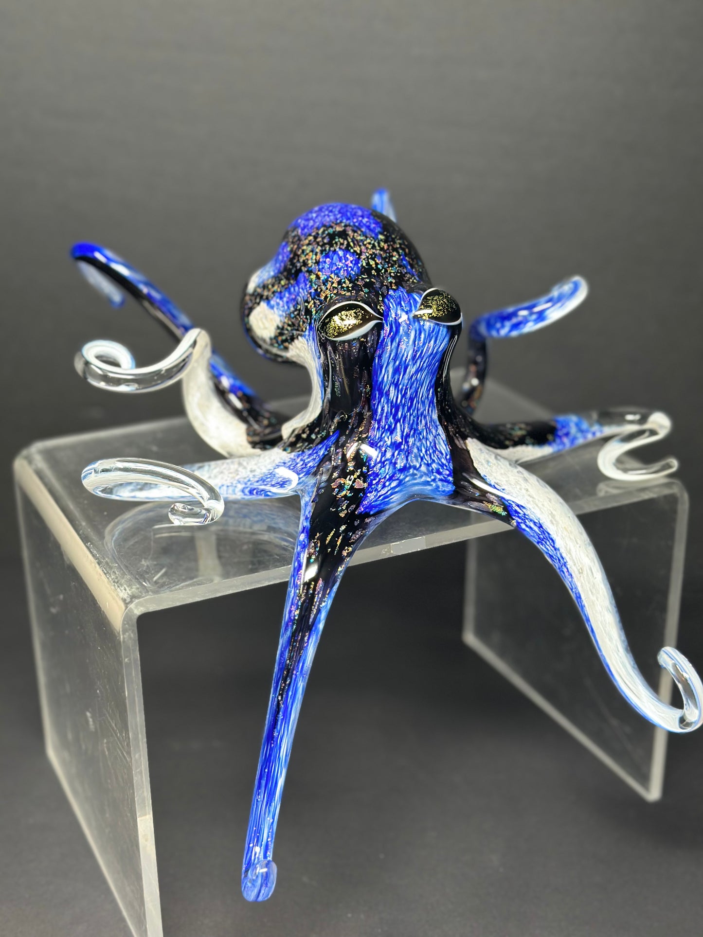 Blue Tang Octopus