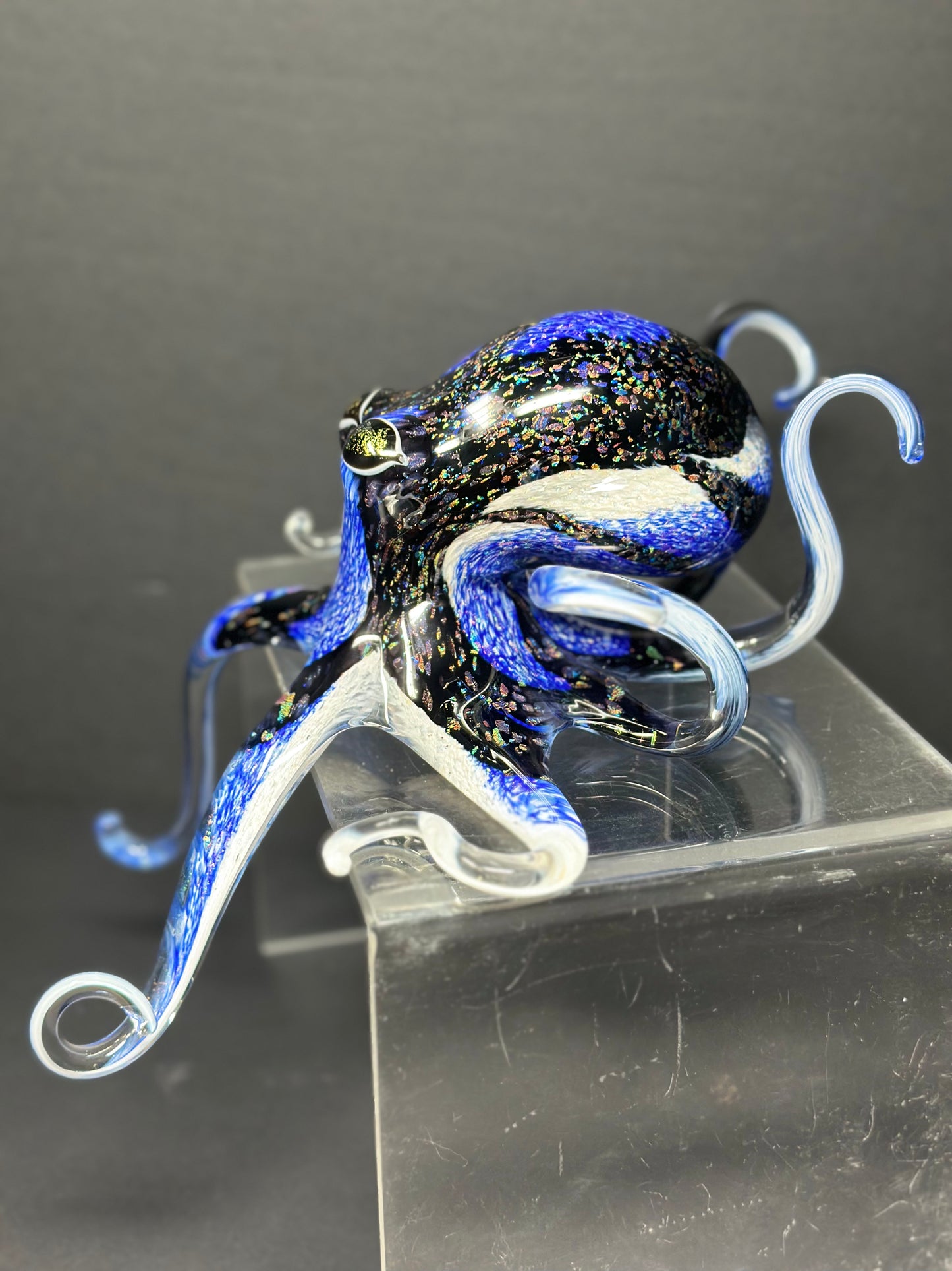 Blue Tang Octopus