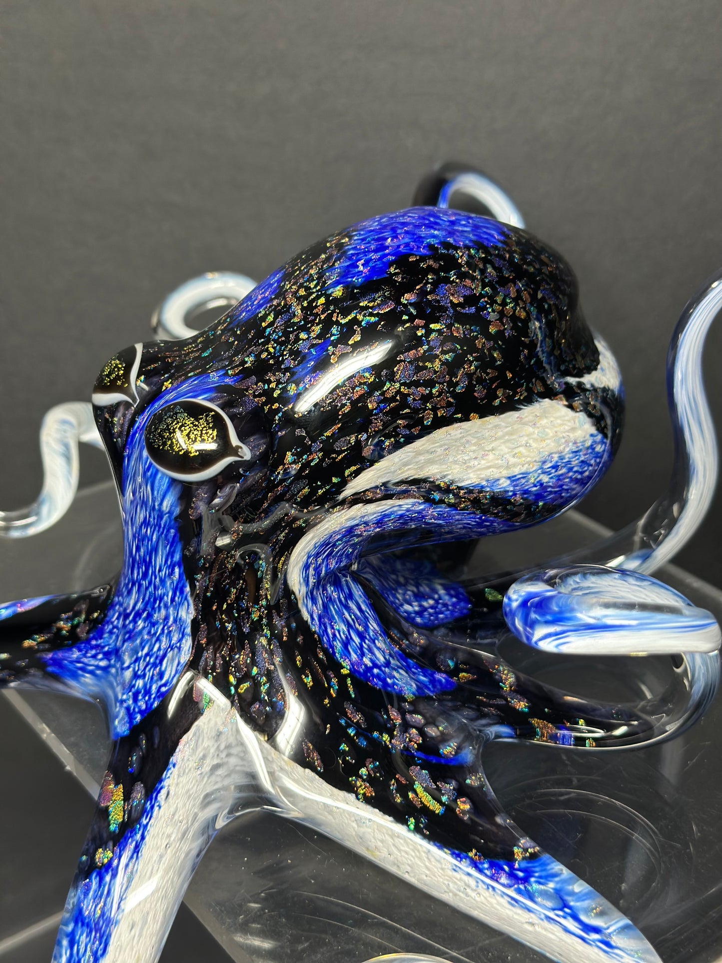 Blue Tang Octopus