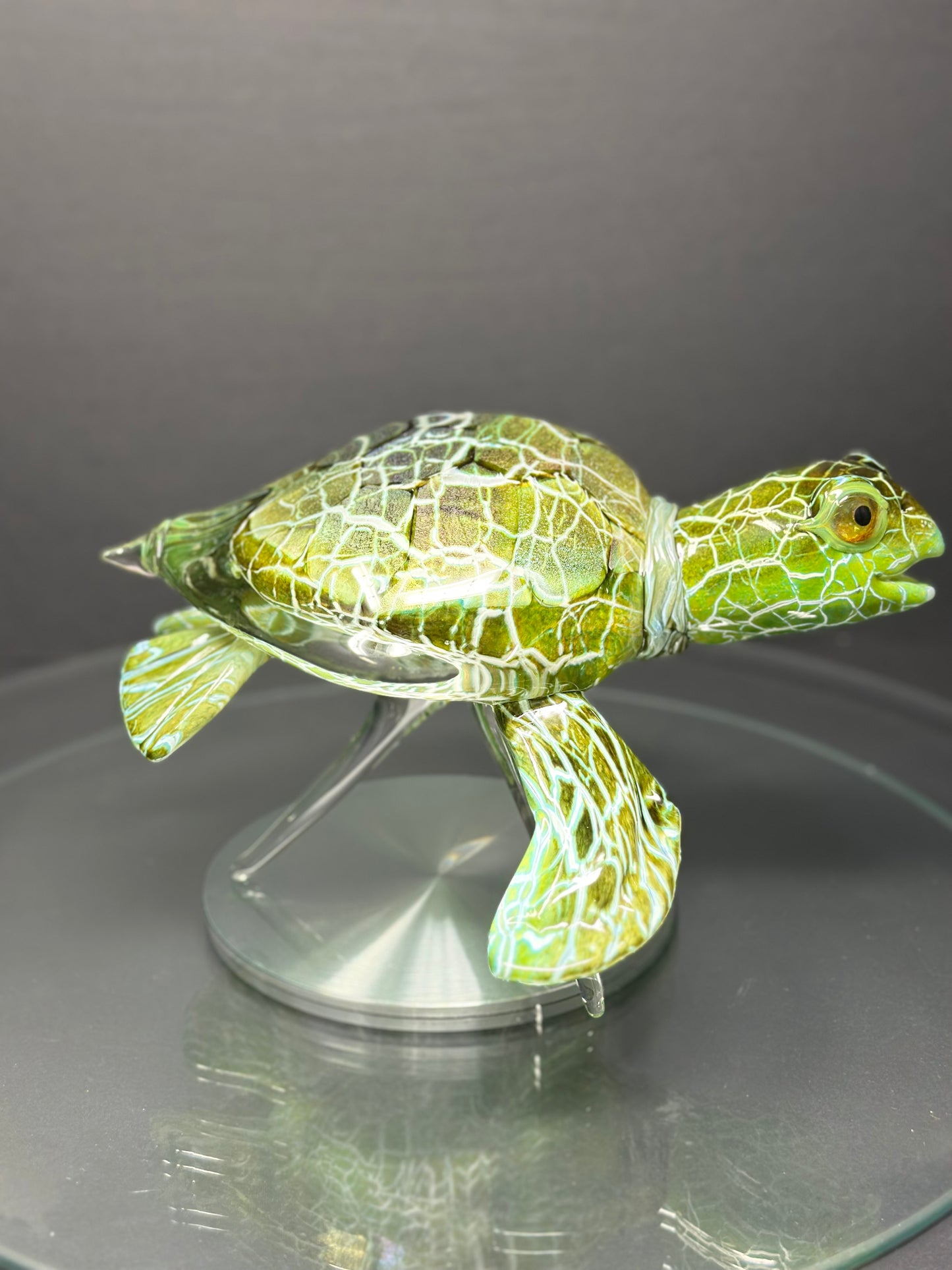 Green Sea Turtle