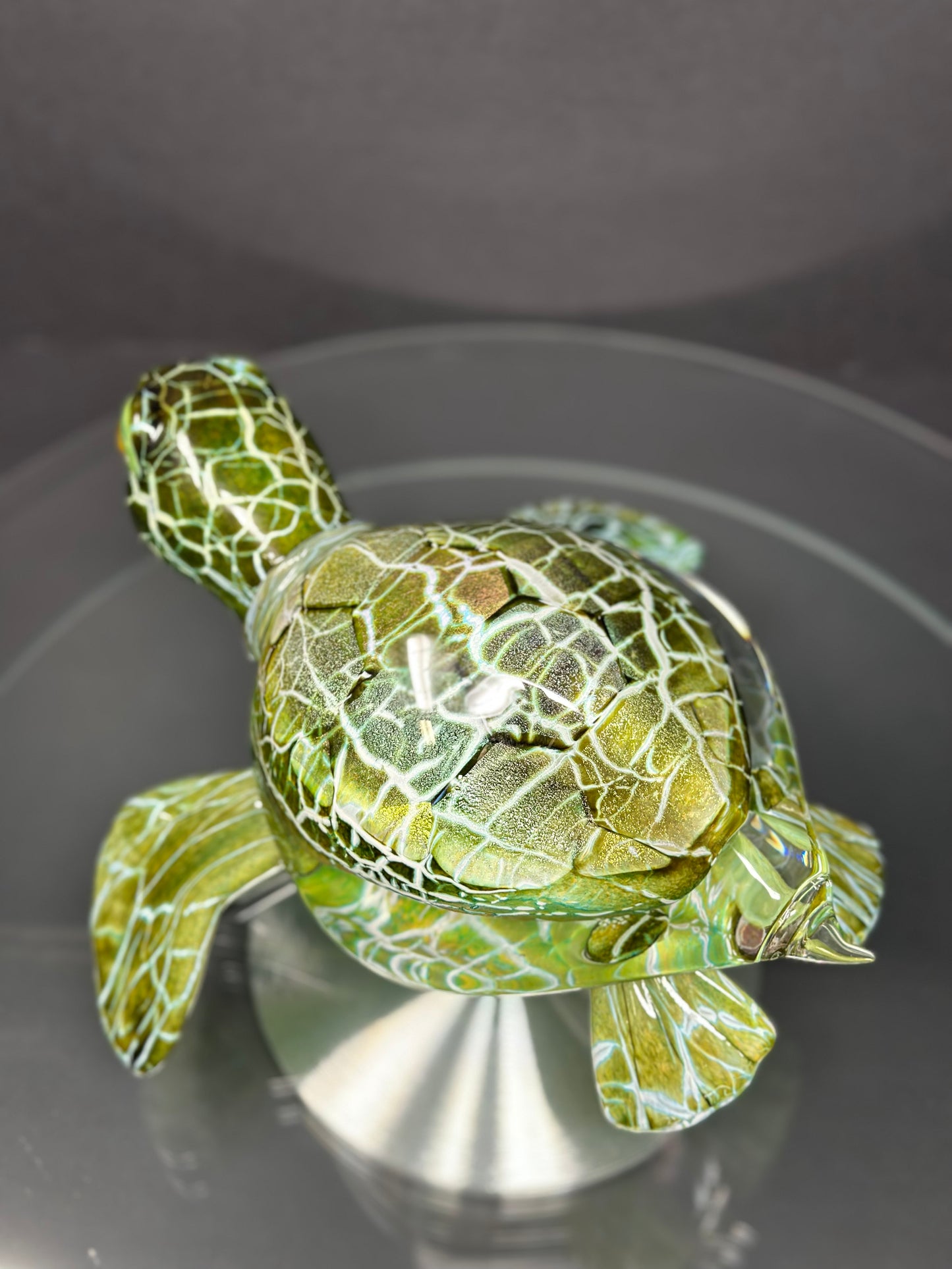 Green Sea Turtle