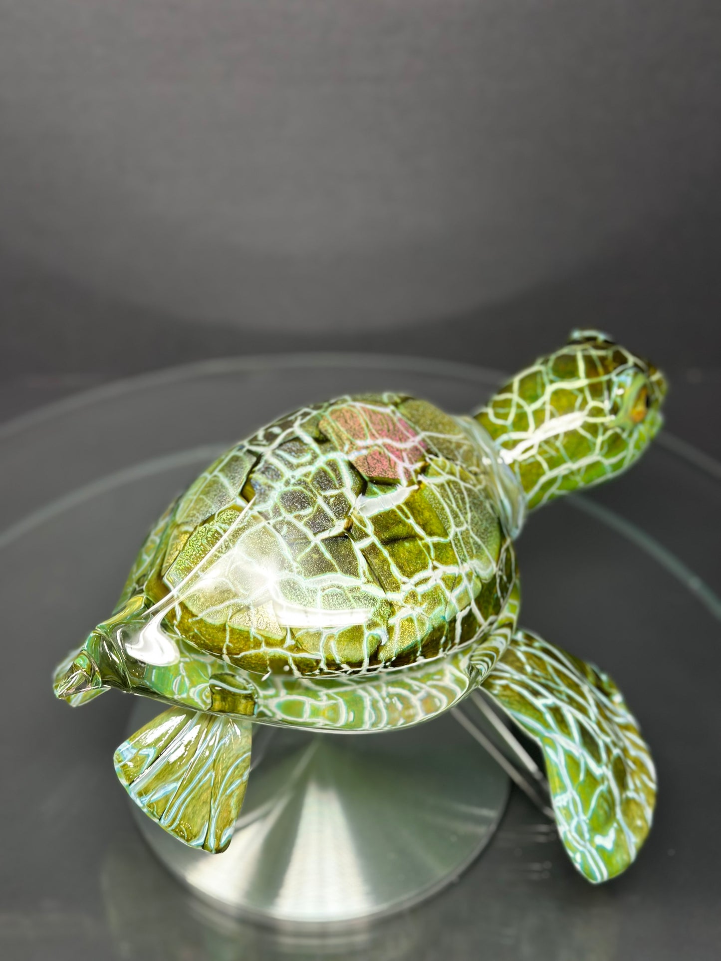 Green Sea Turtle