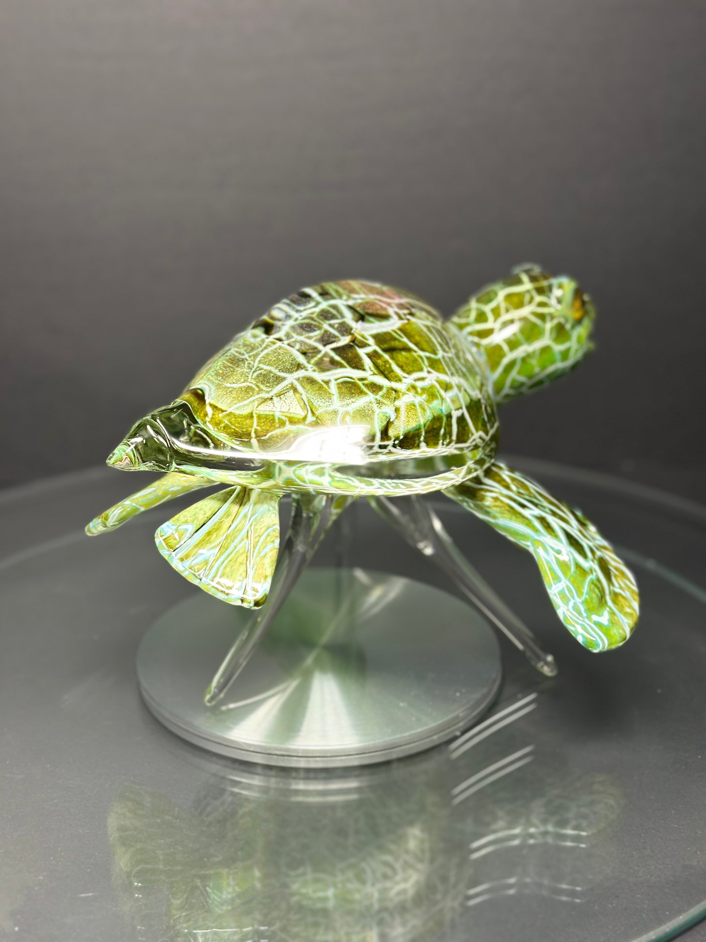 Green Sea Turtle