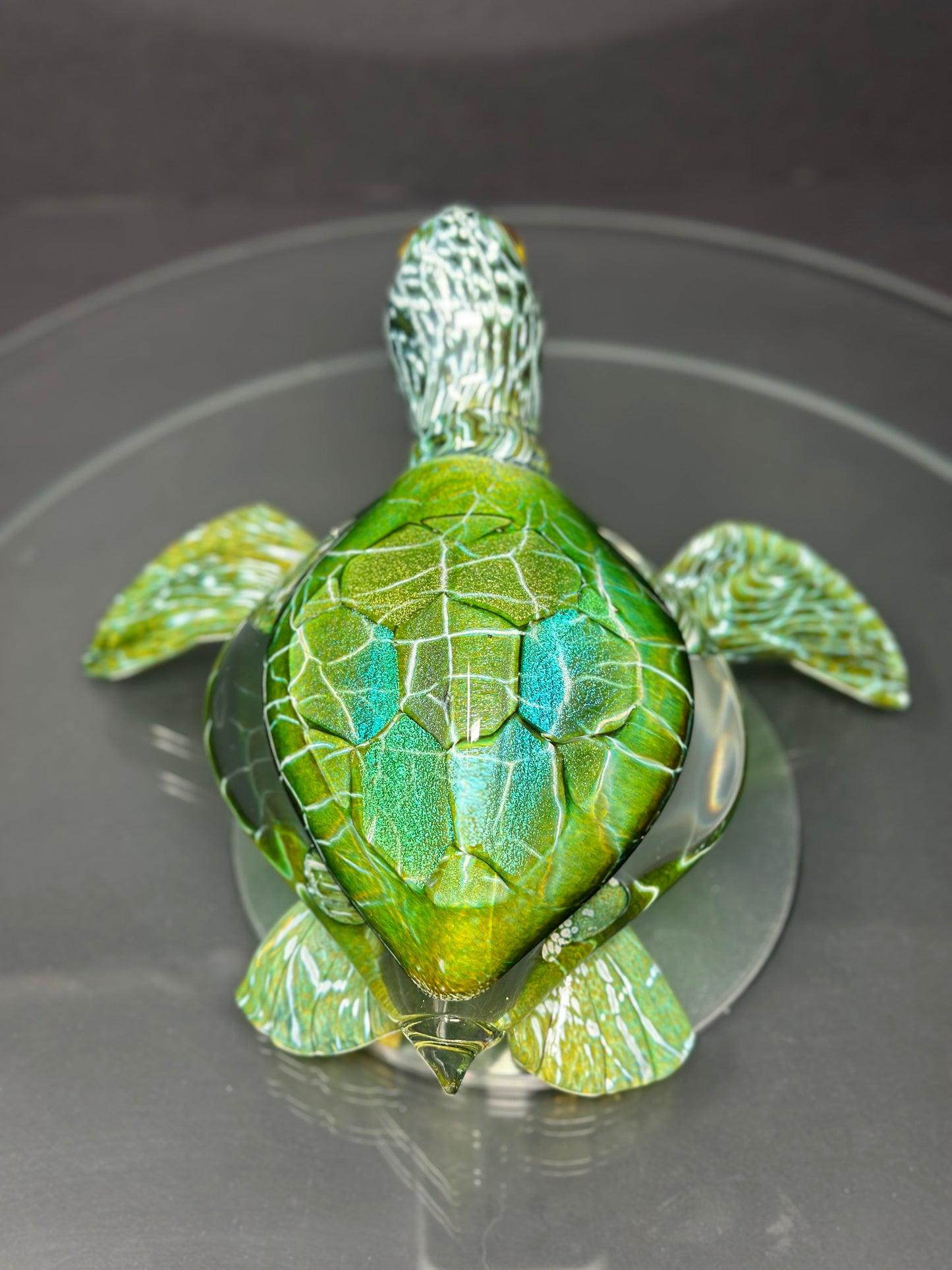 Green Sea Turtle
