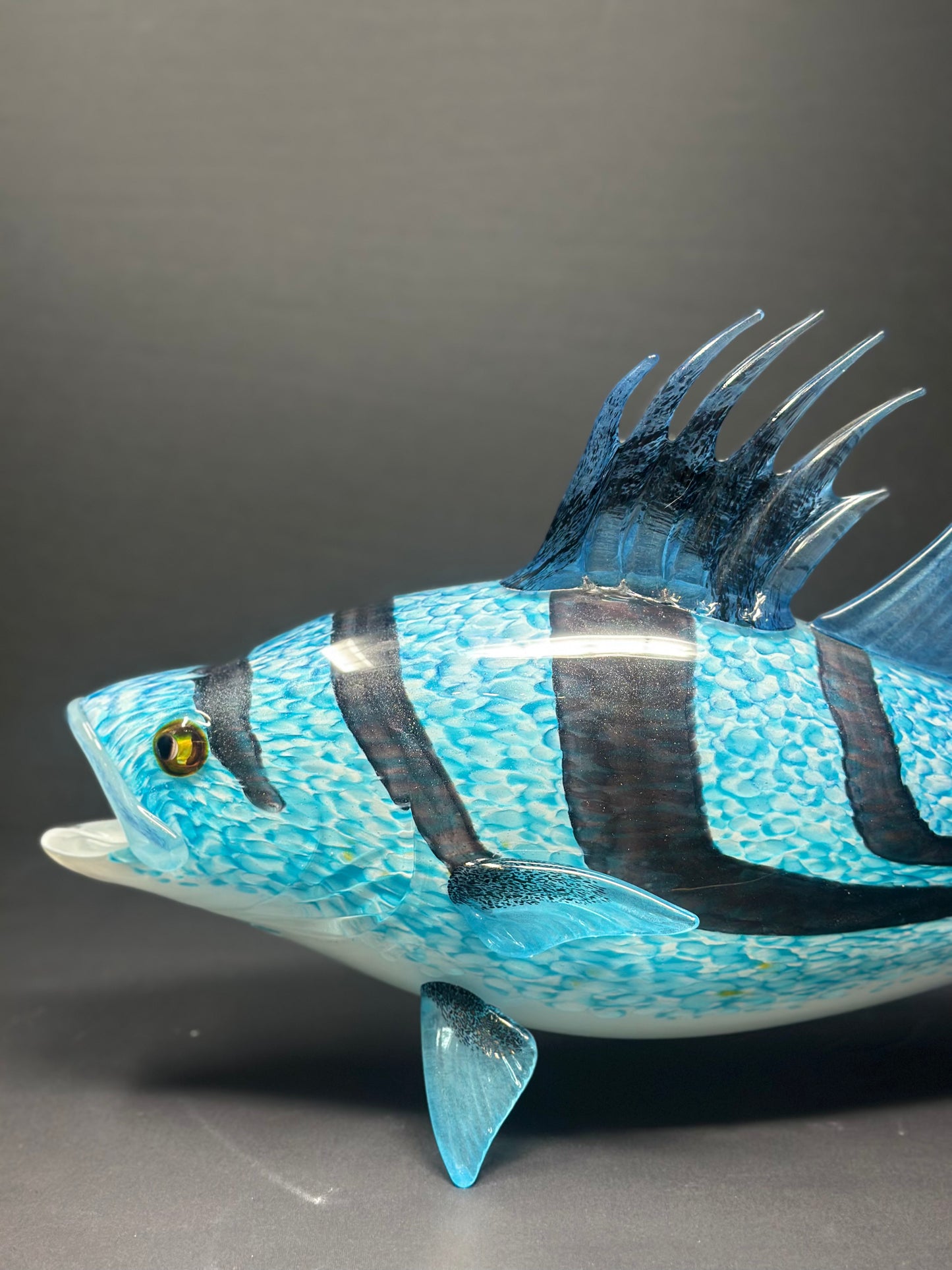 Rooster Fish