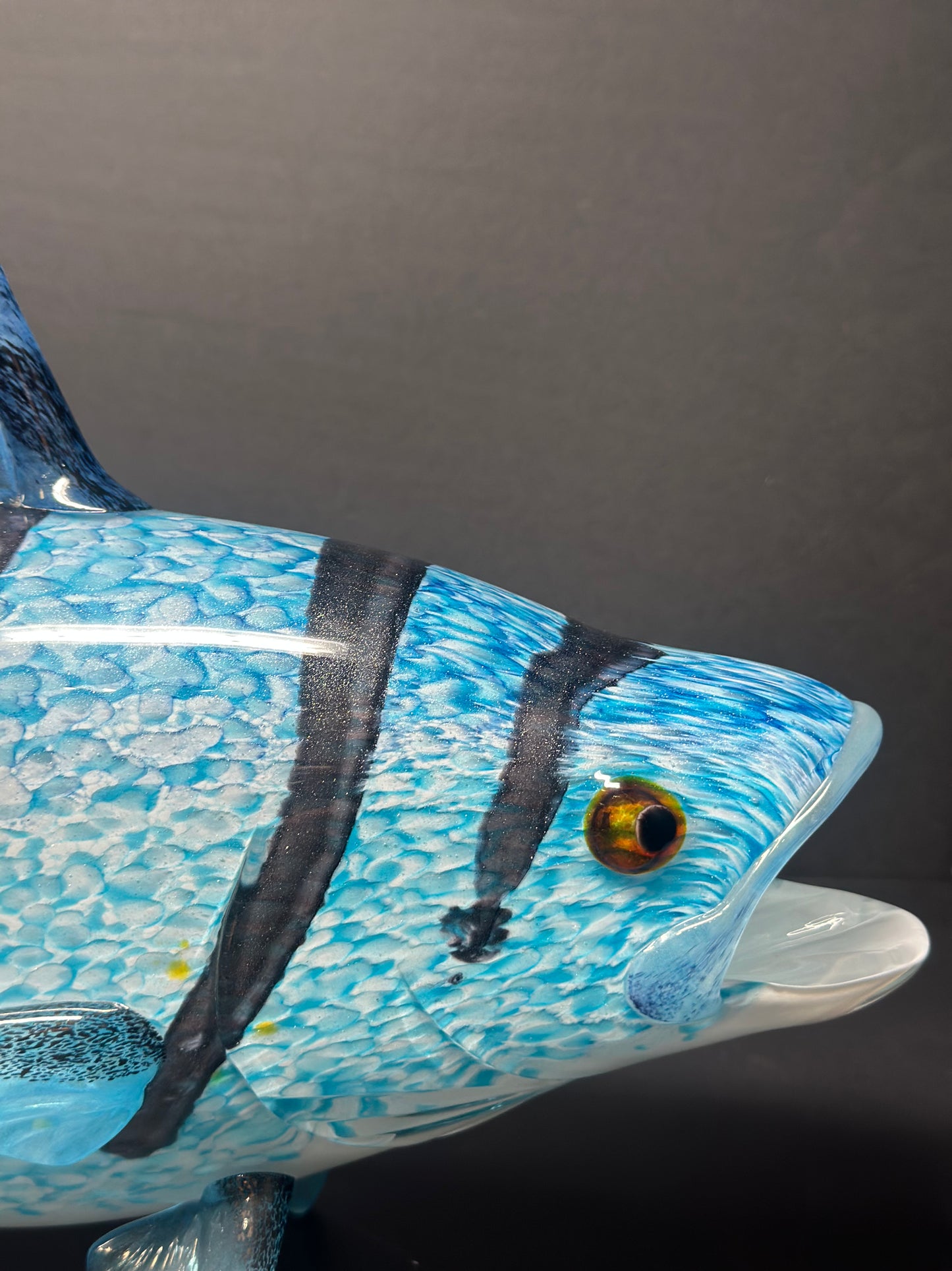 Rooster Fish