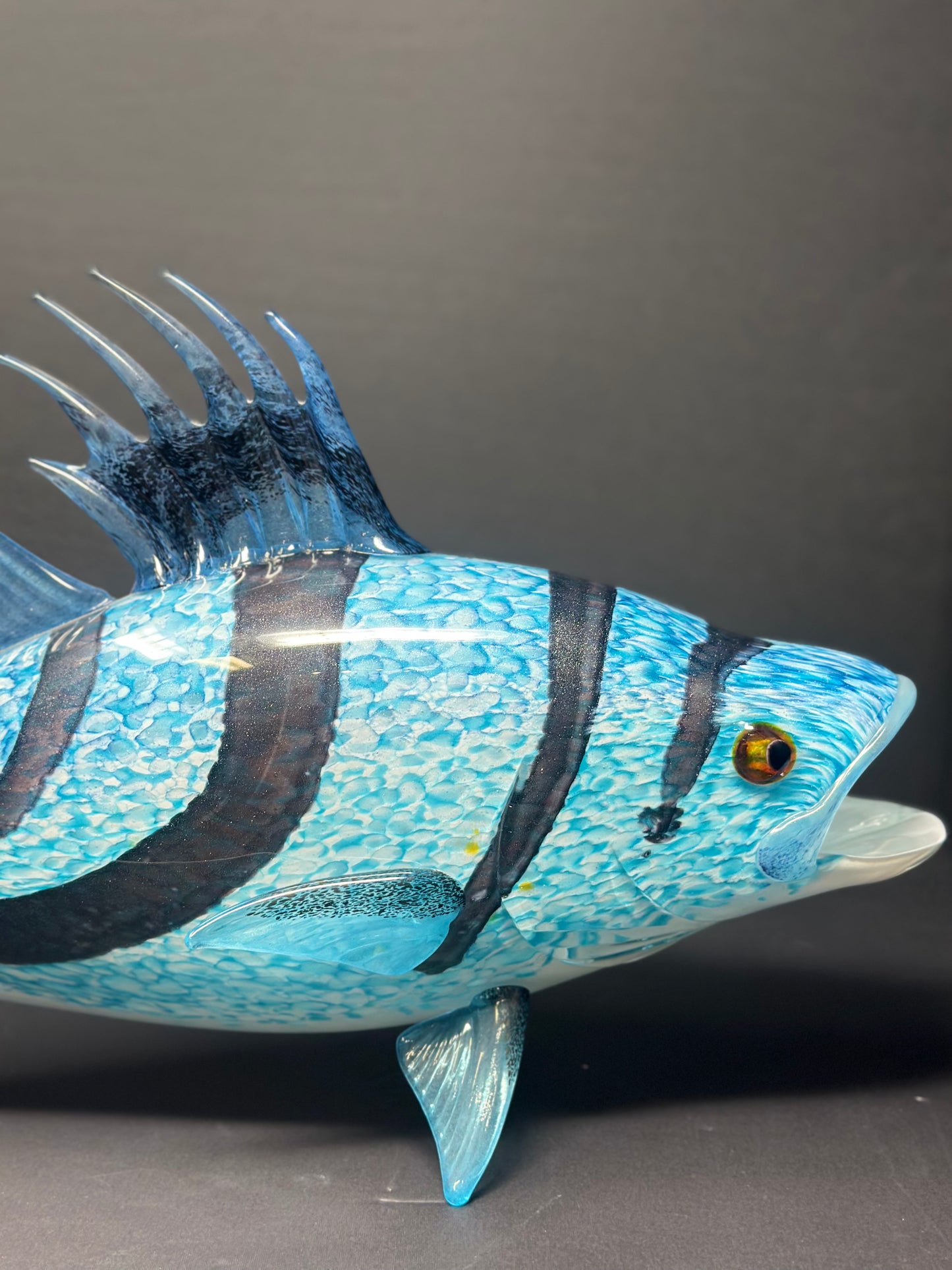 Rooster Fish