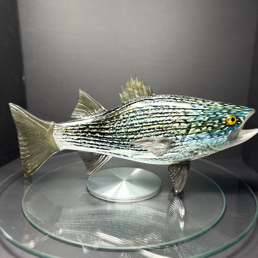 Striped Bass