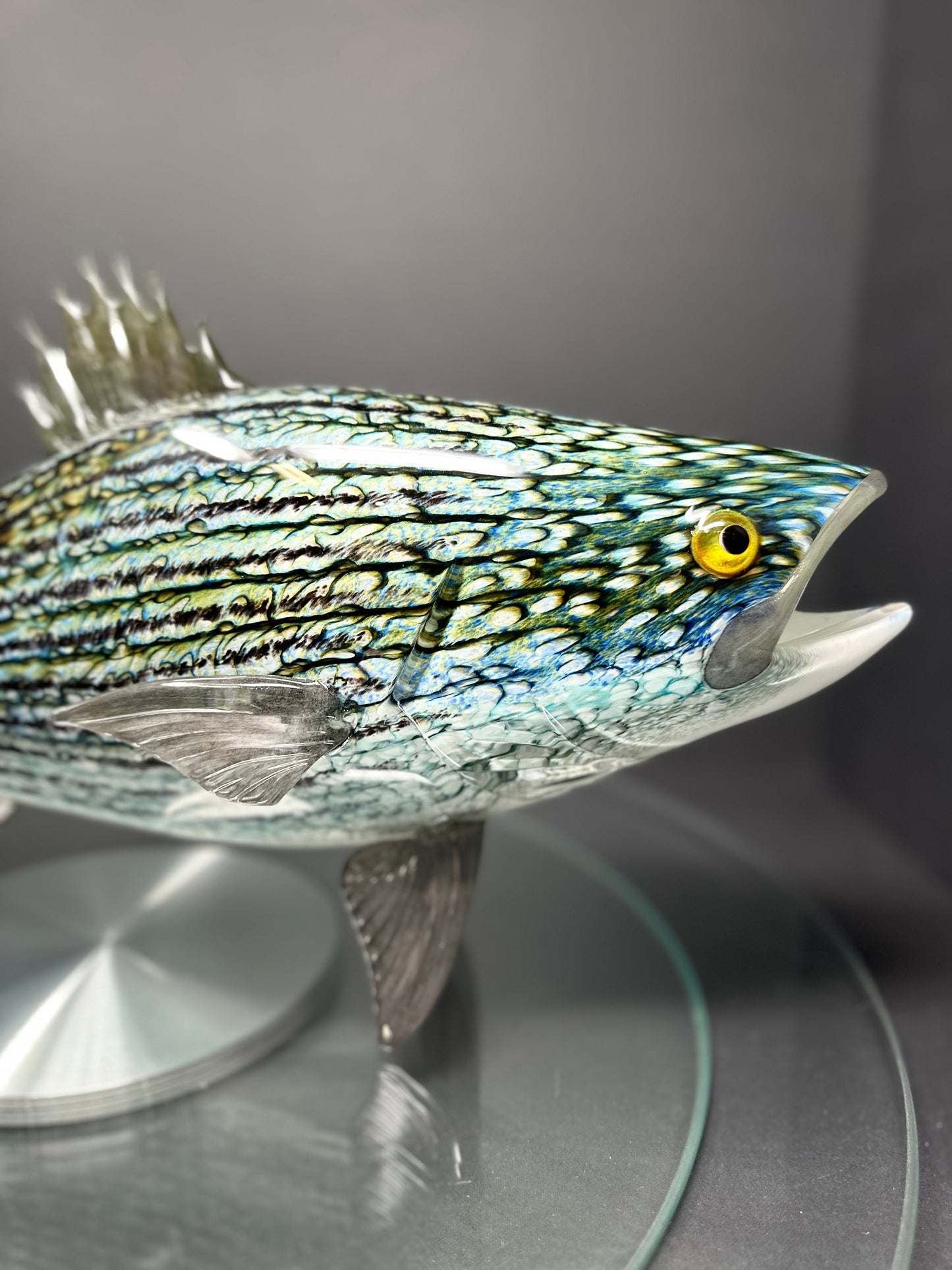 Striped Bass
