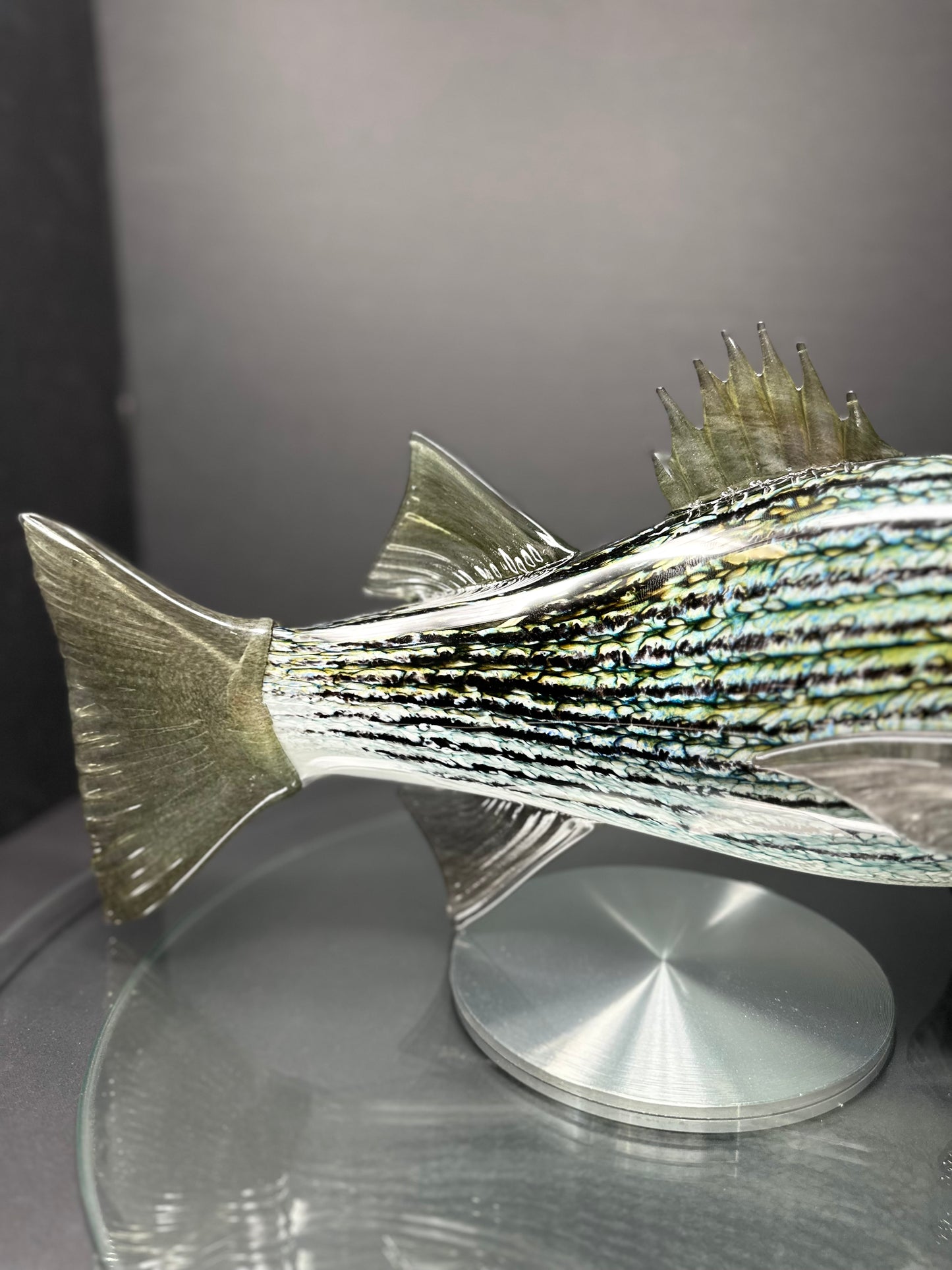 Striped Bass